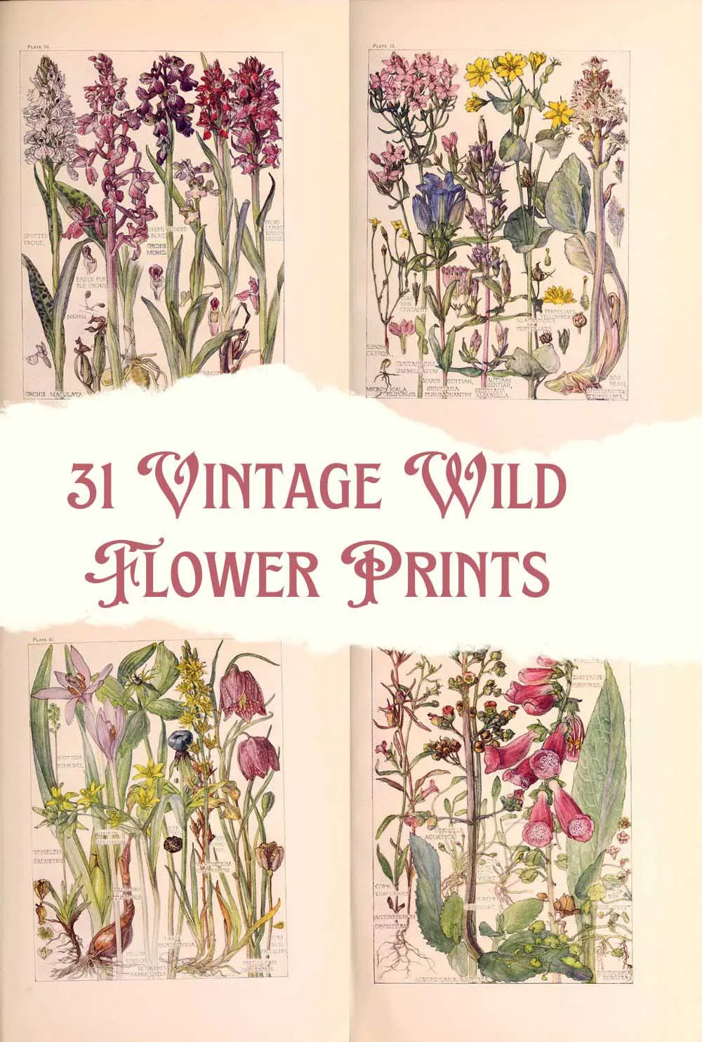 31 Free Beautiful Botanical Wild Flower Illustrations That Are Arty -  Picture Box Blue